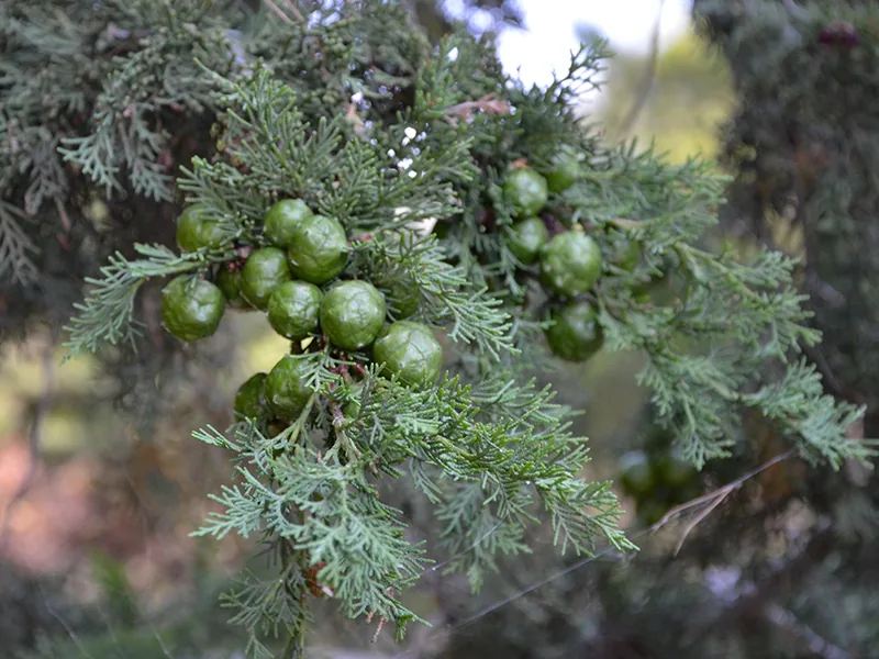 Cultivo y cuidados botánicos de Ciprés común