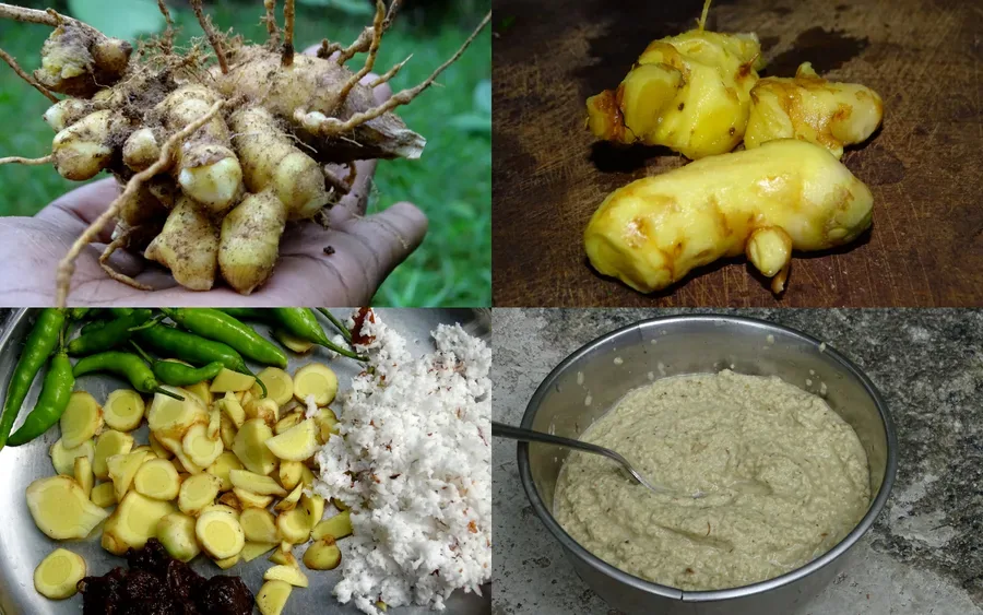 Cultivo y cuidados botánicos de Cúrcuma amada o Jengibre de mango