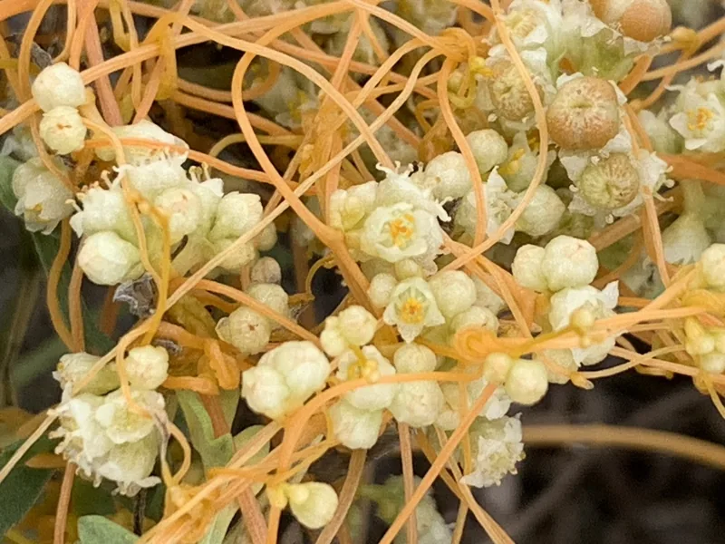 Cultivo y cuidados botánicos de Cuscuta o Cabellos de ángel