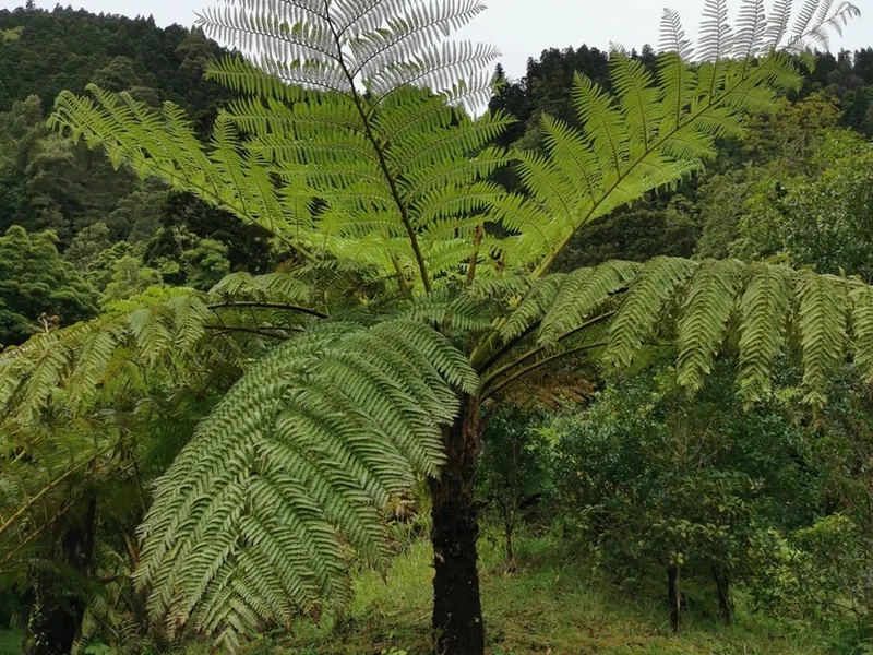 Cultivo y cuidados botánicos de Helecho arbóreo de la Isla Norfolk