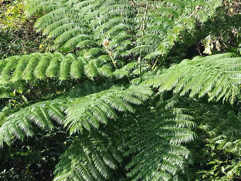 Cultivo y cuidados botánicos de Helecho arbóreo de Taiwán