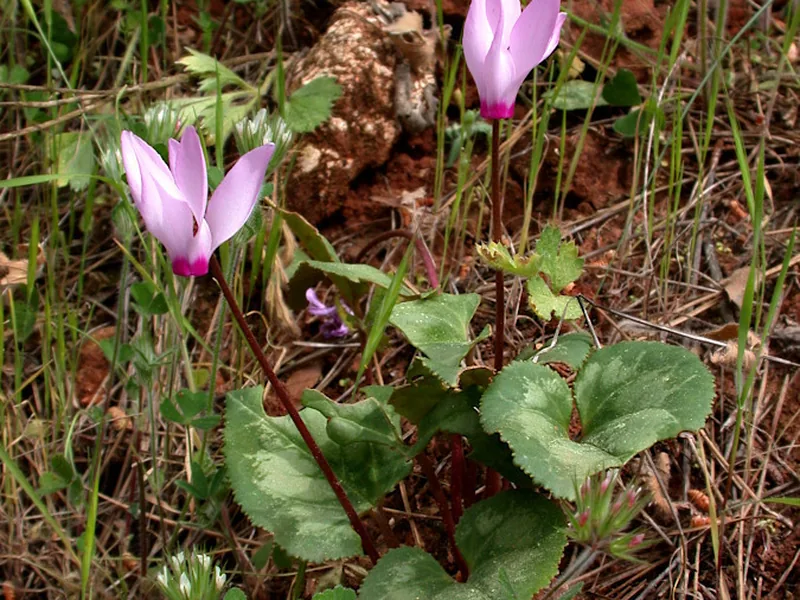 Cultivo y cuidados botánicos de Ciclamen o Violeta de los Alpes