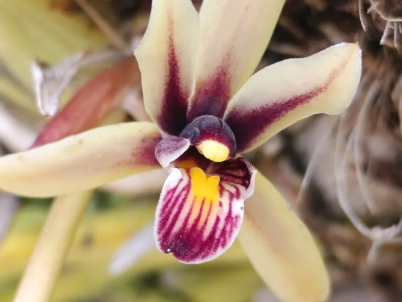 Cultivo y cuidados botánicos de Orquídea de hojas de aloe