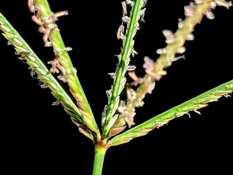 Cultivo y cuidados botánicos de Bermuda