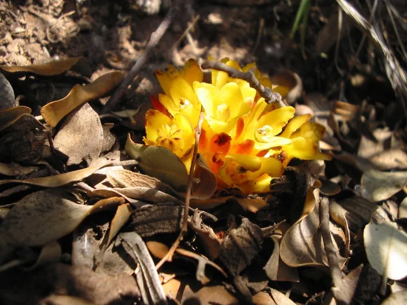 Cultivo y cuidados botánicos de Chupamieles