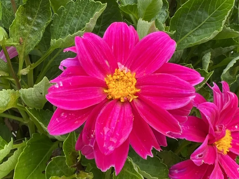 Cultivo y cuidados botánicos de Dalia