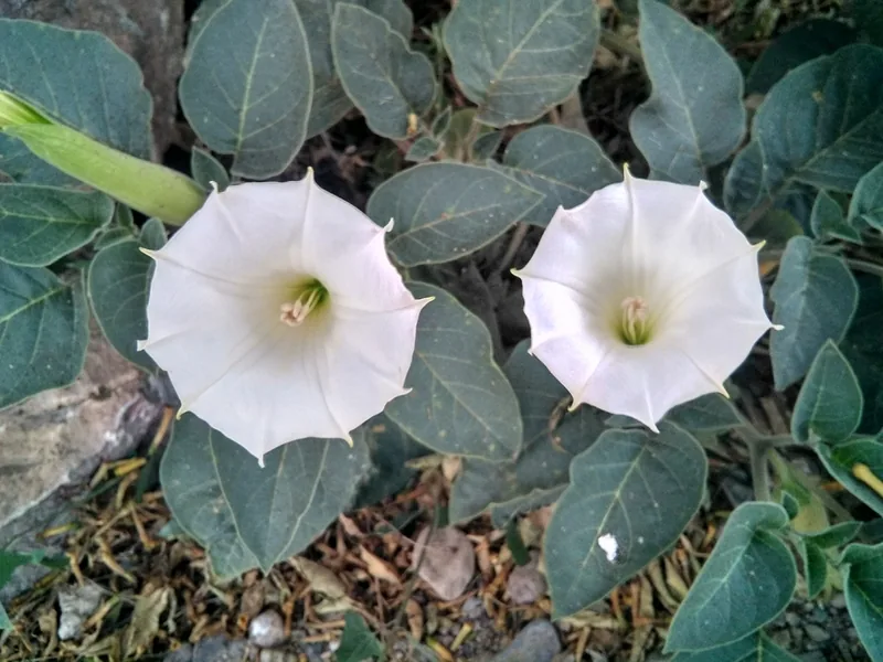 Cultivo y cuidados botánicos de Trompeta del diablo