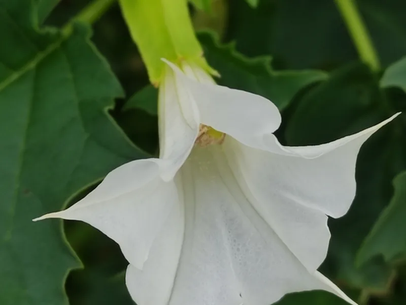 Cultivo y cuidados botánicos de Estramonio