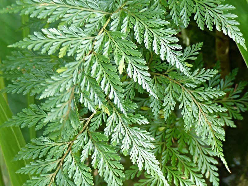 Cultivo y cuidados botánicos de Helecho pata de conejo