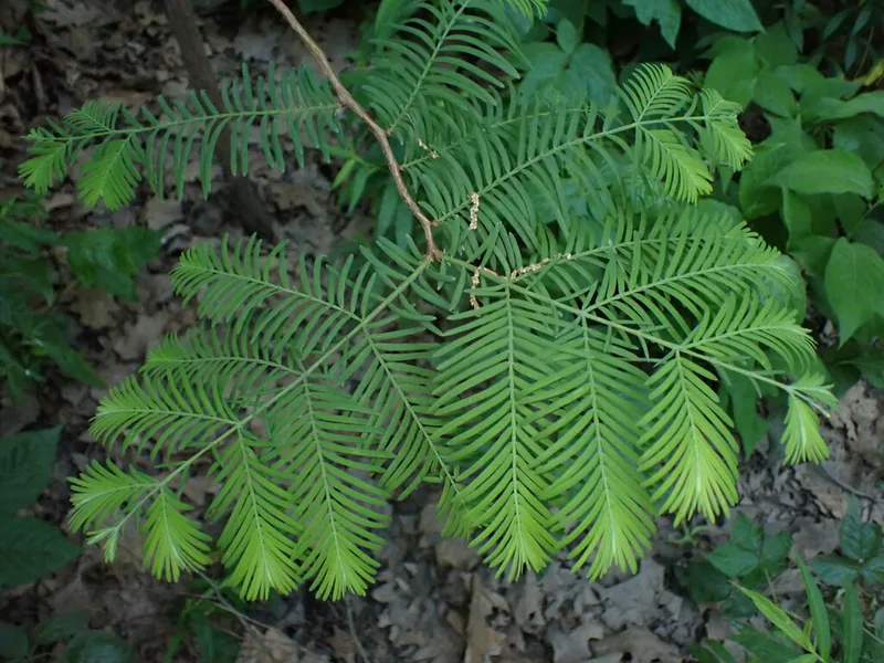Cultivo y cuidados botánicos de Secuoya del alba