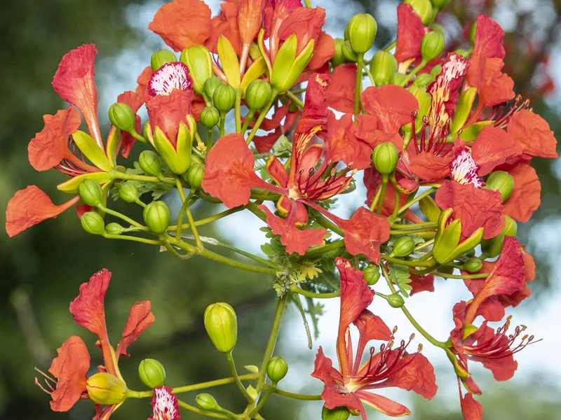 Cultivo y cuidados botánicos de Flamboyán