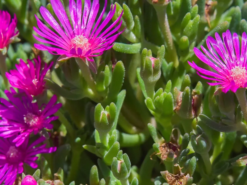 Cultivo y cuidados botánicos de Delosperma o planta del hielo
