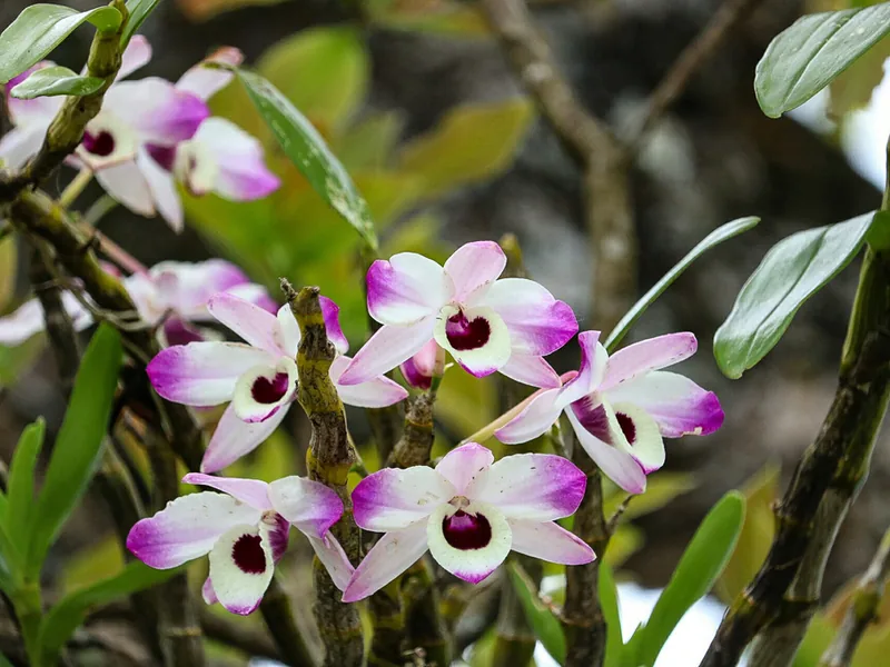 Cultivo y cuidados botánicos de Dendrobium Nobile