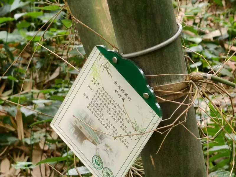 Cultivo y cuidados botánicos de Bambú gigante de Brandis