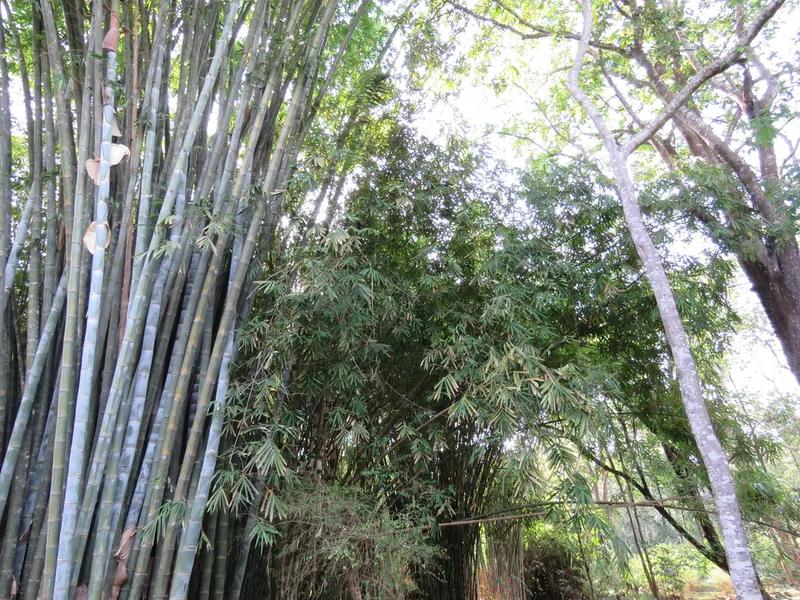 Cultivo y cuidados botánicos de Bambú gigante