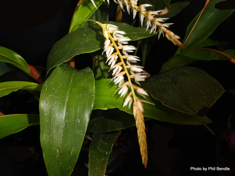 Cultivo y cuidados botánicos de Orquídea cadena de oro