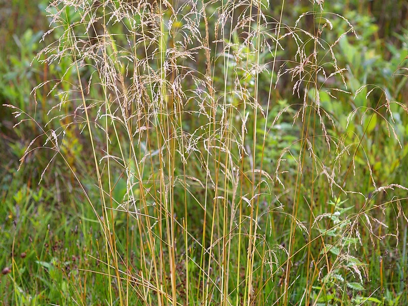 Cultivo y cuidados botánicos de Hierba de la plata
