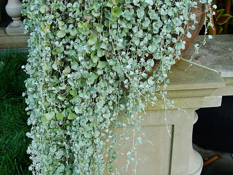 Ficha botánica de Dichondra plateada (Dichondra argentea 'Silver Falls')