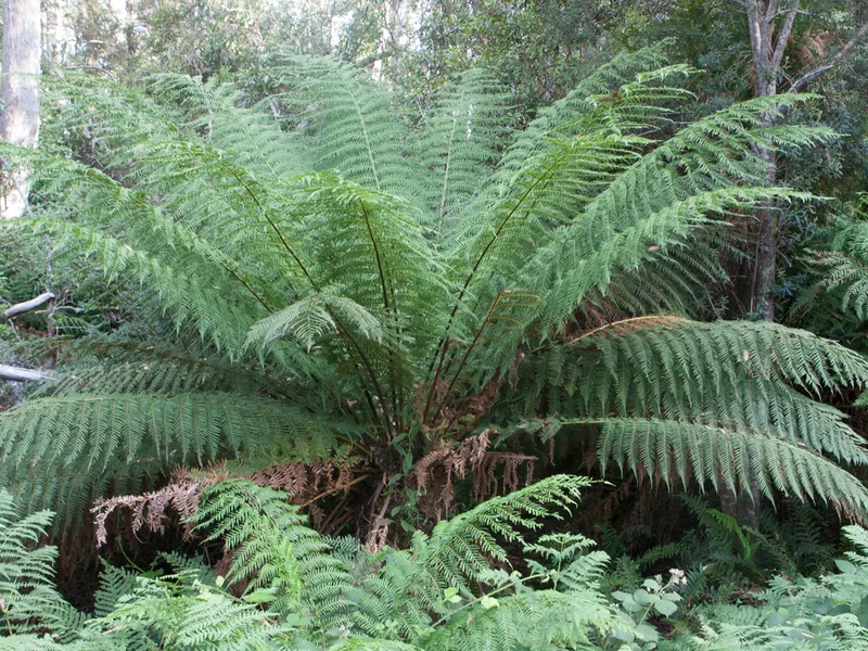 Cultivo y cuidados botánicos de Dicksonia Antarctica