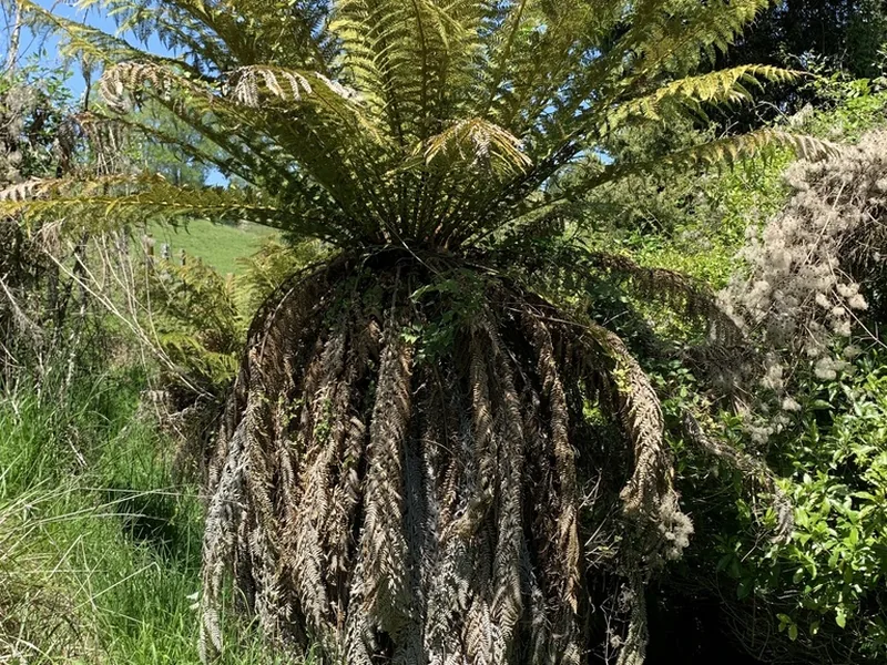 Cultivo y cuidados botánicos de Helecho arbóreo dorado