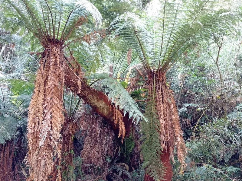 Cultivo y cuidados botánicos de Helecho arbóreo