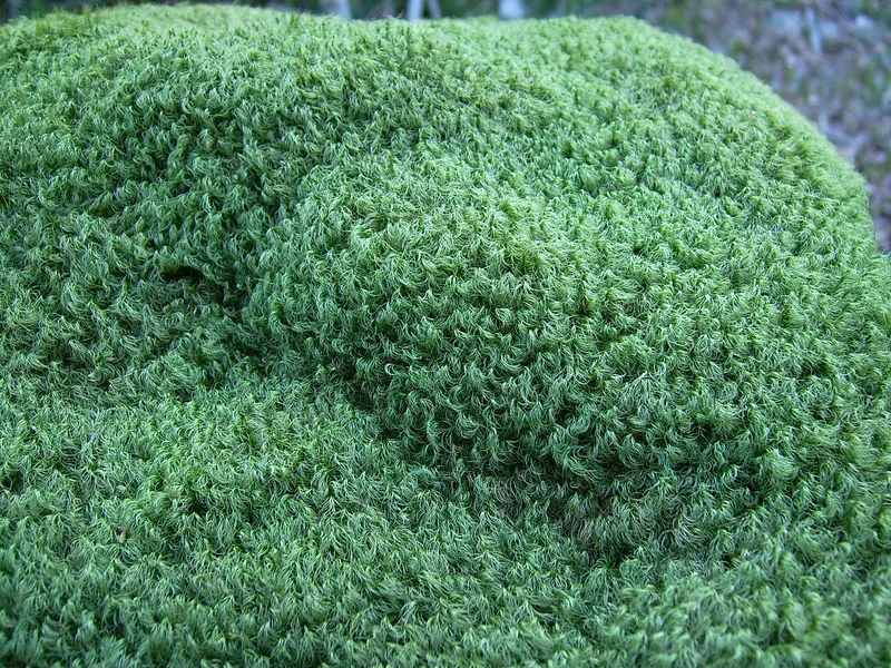 Cultivo y cuidados botánicos de Musgo escoba