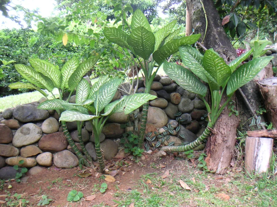 Cultivo y cuidados botánicos de Dieffenbachia Bowmannii