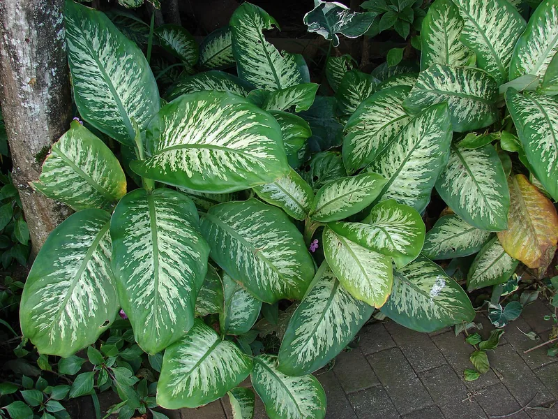 Cultivo y cuidados botánicos de Dieffenbachia Camilla