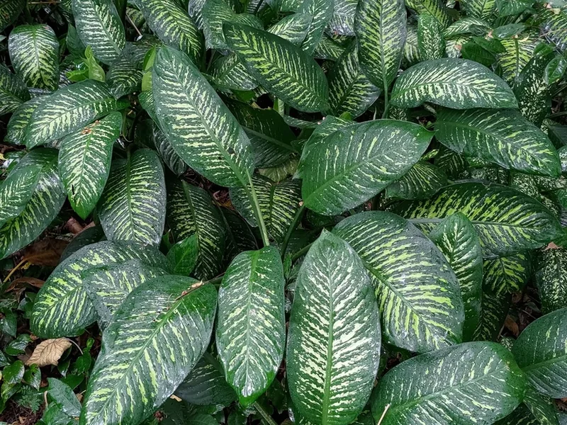 Cultivo y cuidados botánicos de Dieffenbachia
