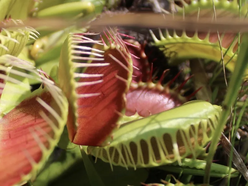 Cultivo y cuidados botánicos de Venus atrapamoscas