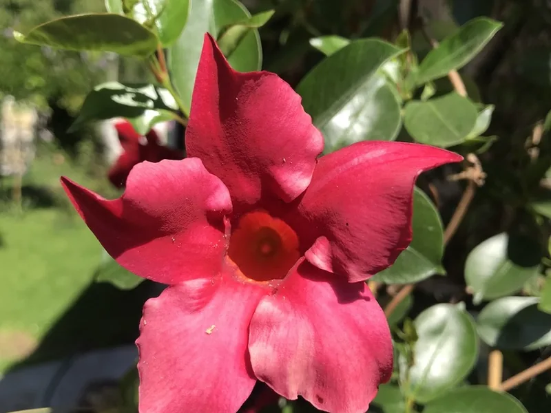 Cultivo y cuidados botánicos de Dipladenia o Mandevilla