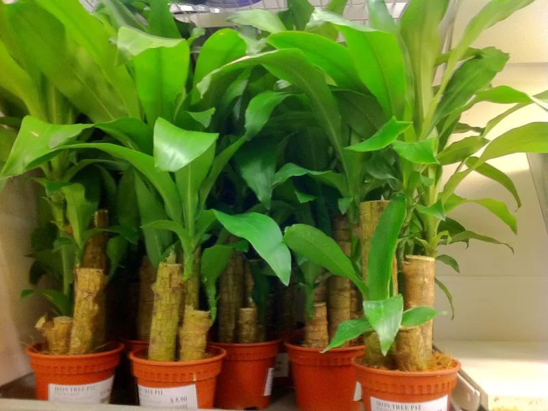 Cultivo y cuidados botánicos de Drácena Compacta