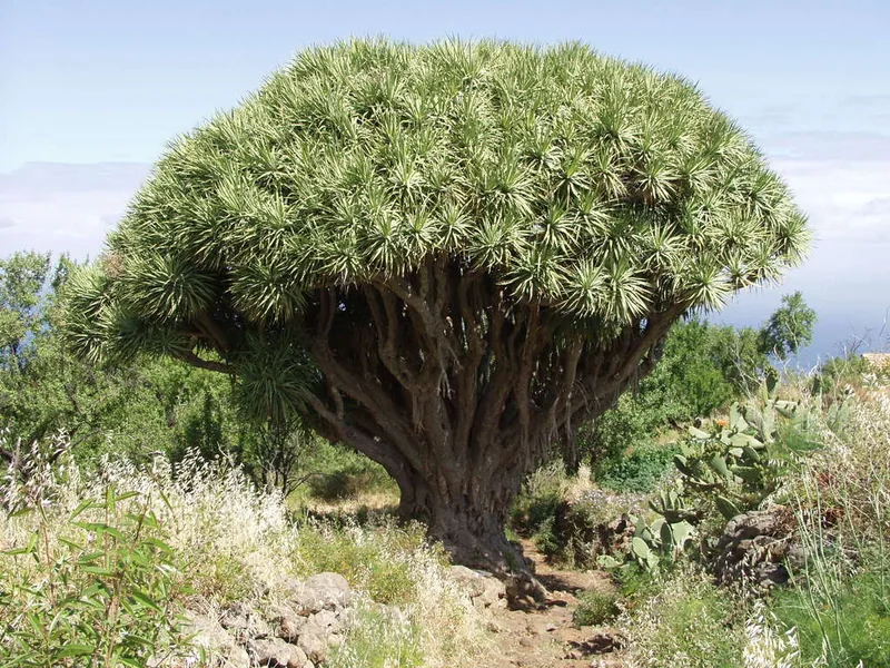 Cultivo y cuidados botánicos de Drago de Canarias