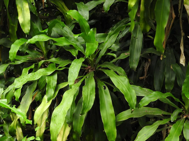 Cultivo y cuidados botánicos de Tronco de Brasil