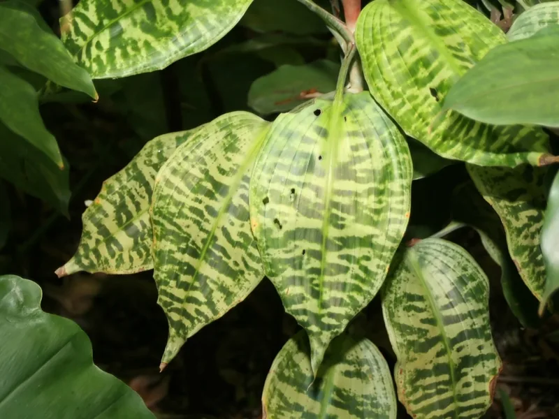 Cultivo y cuidados botánicos de Dracaena cebra