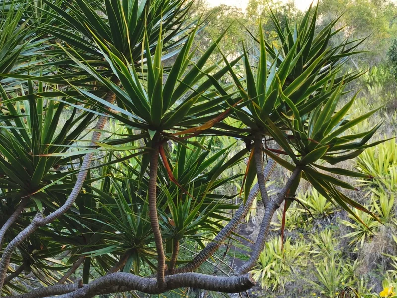 Ficha botánica de Drácena reflexa (Dracaena reflexa)