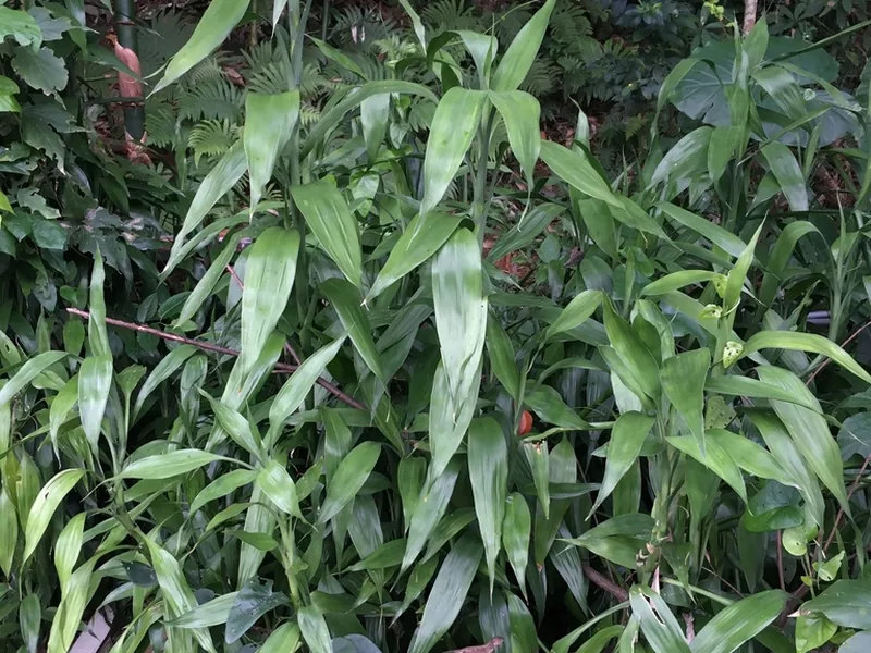 Cultivo y cuidados botánicos de Lucky Bamboo