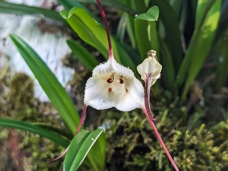 Cultivo y cuidados botánicos de Orquídea drácula