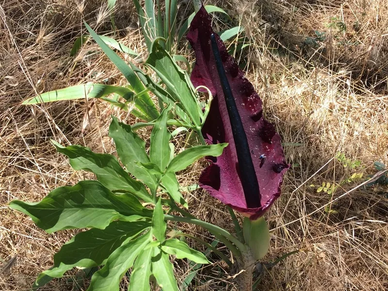 Cultivo y cuidados botánicos de Dragontea