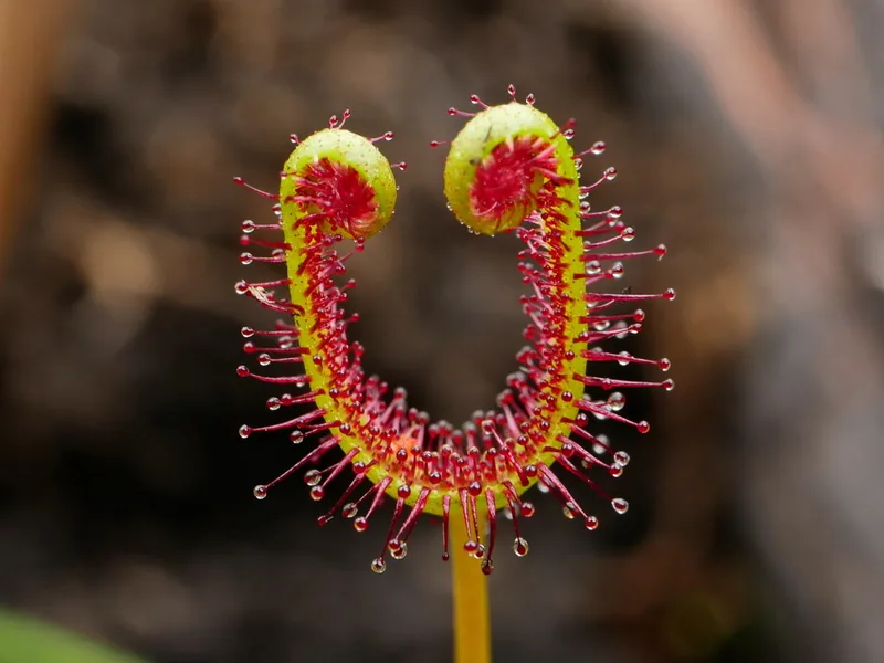 Cultivo y cuidados botánicos de Drosera de hoja bifurcada