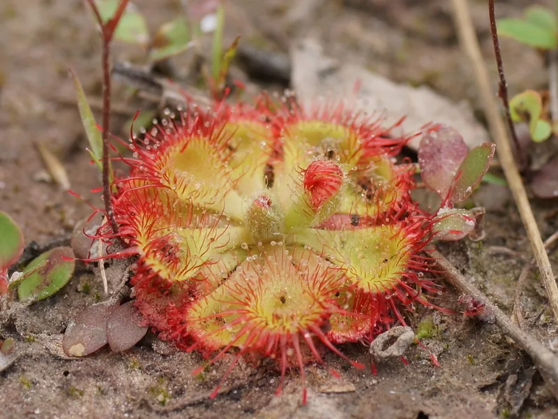 Cultivo y cuidados botánicos de Drosera de Burmann