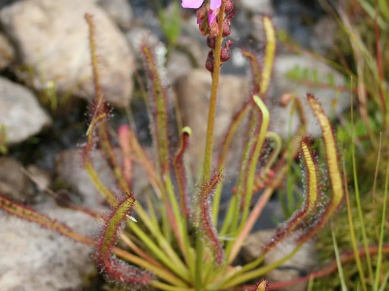 Cultivo y cuidados botánicos de Rocío de Sol del Cabo