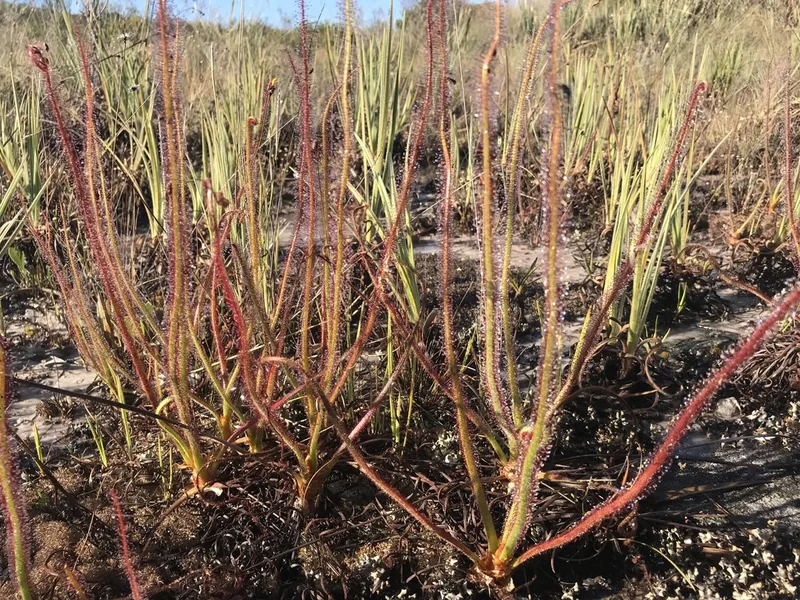 Cultivo y cuidados botánicos de Drosera en espiral