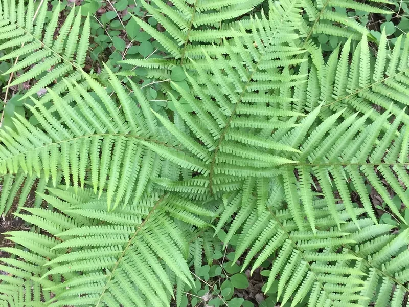 Cultivo y cuidados botánicos de Helecho macho
