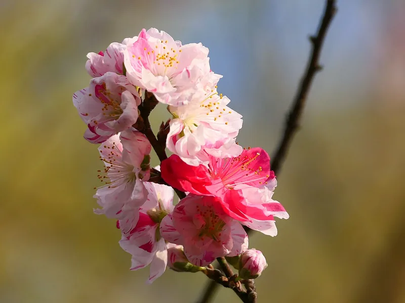 Ficha botánica de Duraznero (Prunus persica)