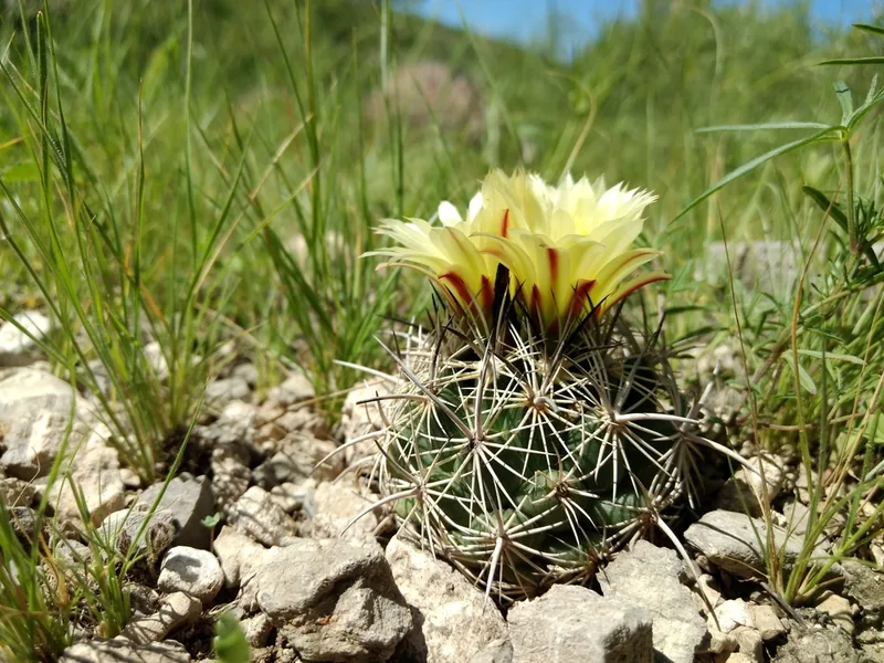 Cultivo y cuidados botánicos de Dyckia