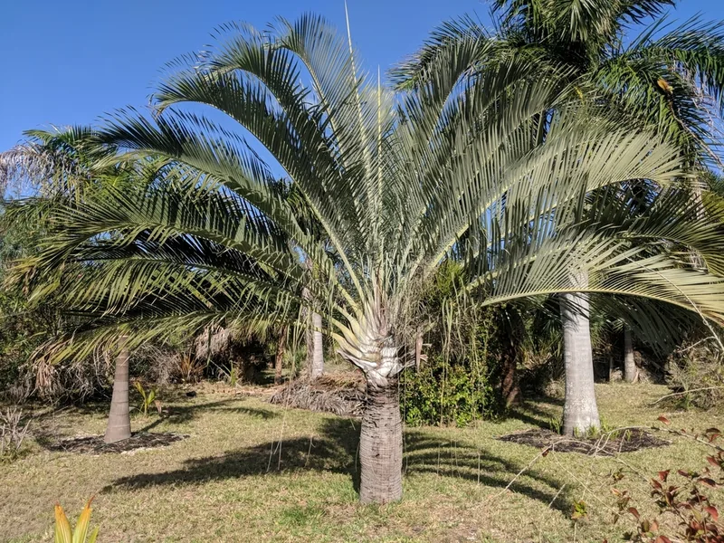 Ficha botánica de Palmera Triangular (Dypsis decaryi)