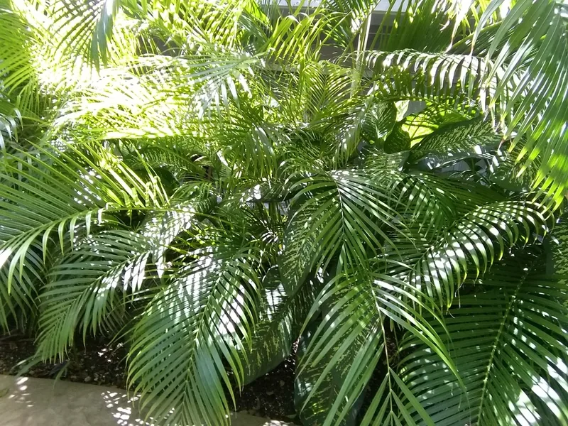 Cultivo y cuidados botánicos de Dypsis Lutescens
