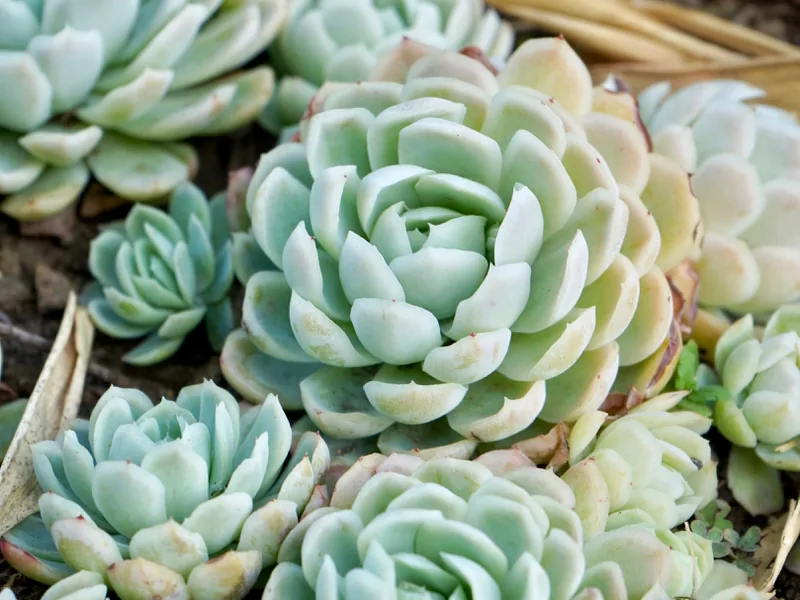 Cultivo y cuidados botánicos de Echeveria Black Prince