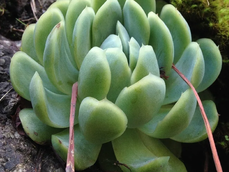Cultivo y cuidados botánicos de Rosa de alabastro